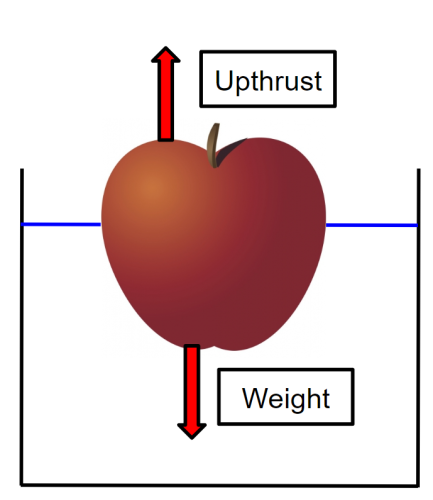 forces in a floating apple